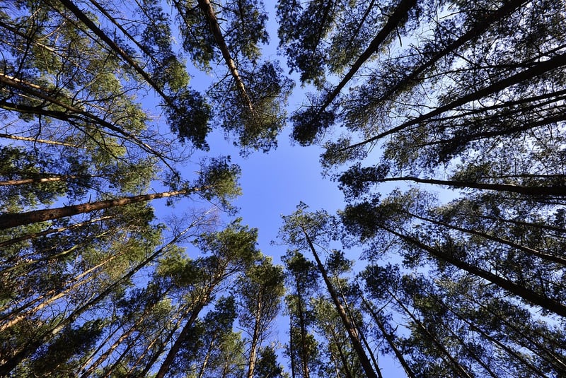 Tree Canopy Eats